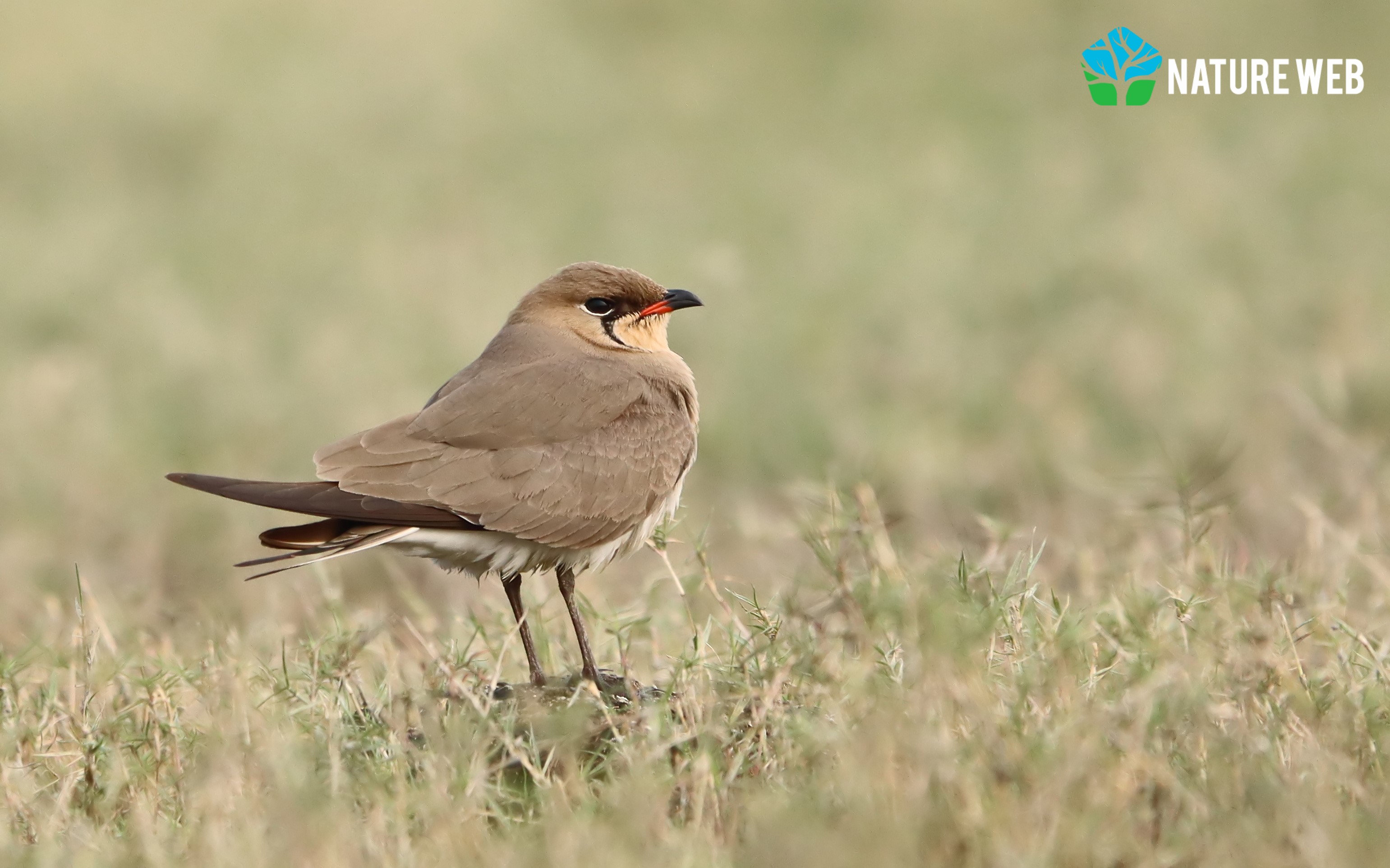 Collared Pratincole
